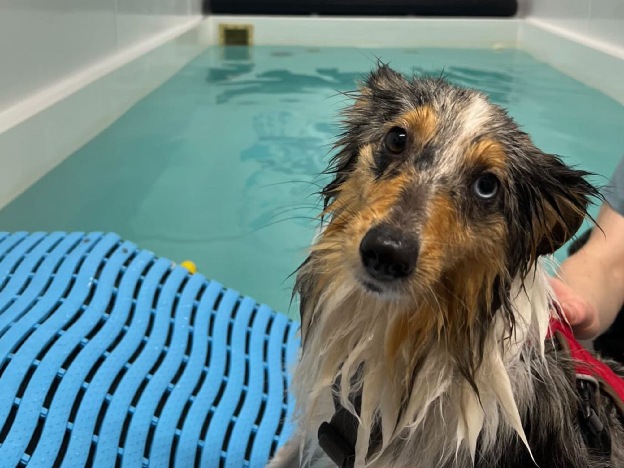 Dog Hydrotherapy